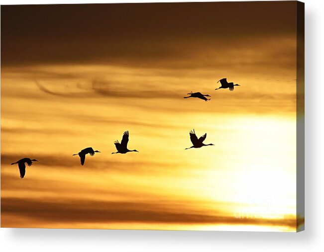 Photography Acrylic Print featuring the photograph Cranes at Sunrise 2 by Larry Ricker