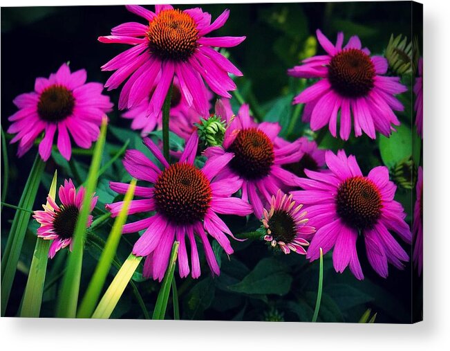  Acrylic Print featuring the photograph Crazy for Coneflowers by Kendall McKernon