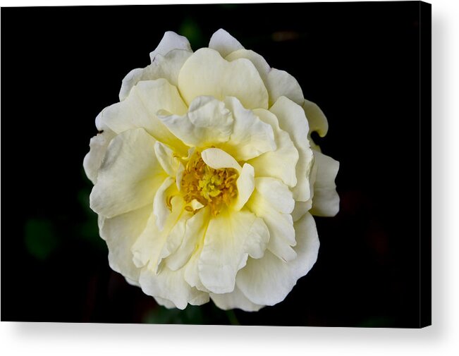 Rose Acrylic Print featuring the photograph Cream Rose on Black background. by Elena Perelman