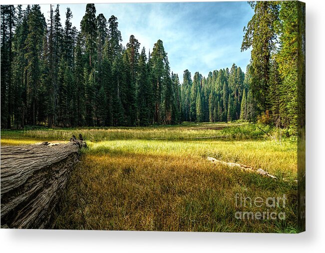 Crescent Meadows Acrylic Print featuring the photograph Crescent Meadows Sequoia NP by Daniel Heine