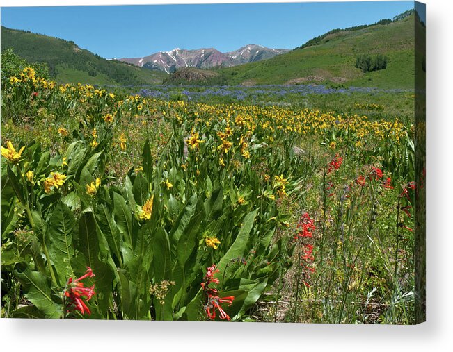 Crested Butte Acrylic Print featuring the photograph Crested Butte Wildflower Meadow and Mountains by Cascade Colors