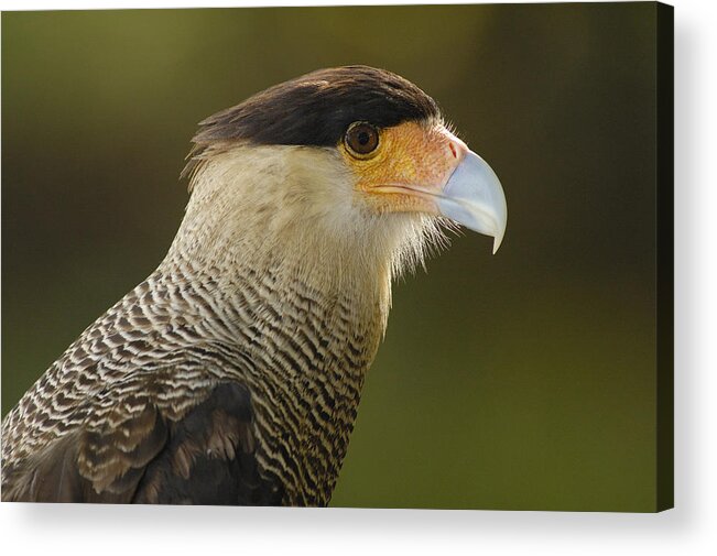 Mp Acrylic Print featuring the photograph Crested Caracara Polyborus Plancus by Pete Oxford
