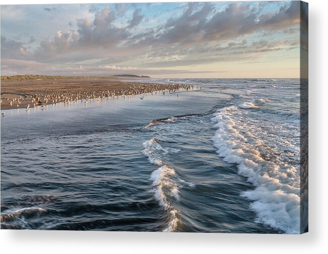 South Jetty Acrylic Print featuring the photograph Crests and Birds by Greg Nyquist