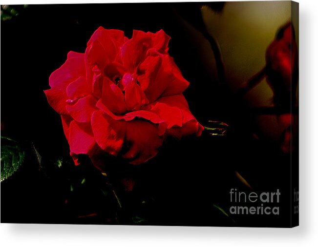Crimson Acrylic Print featuring the photograph Crimson Rose by Cassandra Buckley
