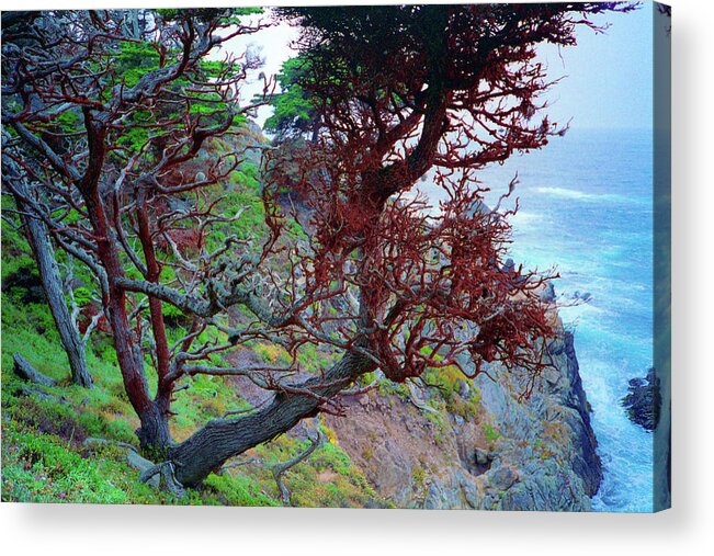 Cypress Acrylic Print featuring the photograph Cypress Tree Ocean Vew Point Lobos State Park Carmel California by Kathy Anselmo