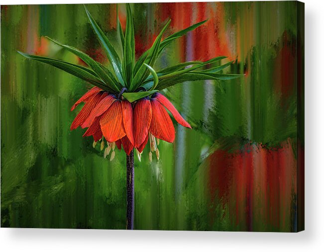 Crown-imperial Acrylic Print featuring the photograph Crown-imperial abstract #h5 by Leif Sohlman