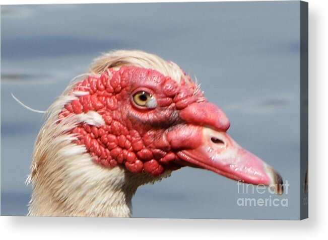 Geese Acrylic Print featuring the photograph Crying Goose by Dani McEvoy