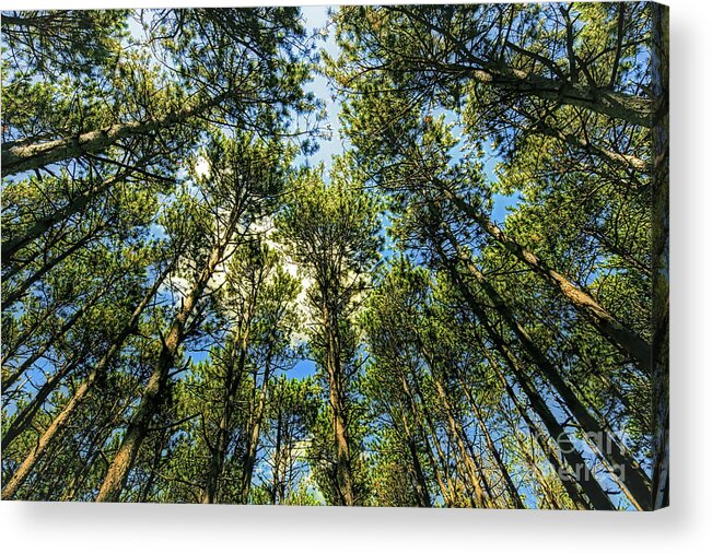 Crystal Lake Il Acrylic Print featuring the photograph Crystal Lake il Pine Grove and sky by Tom Jelen
