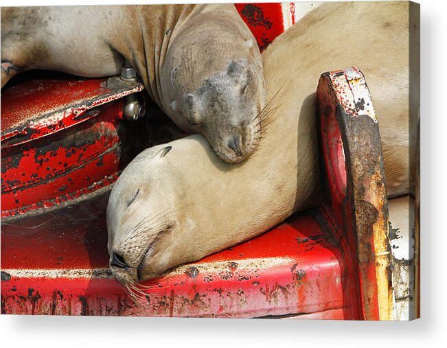 Sea Lions Acrylic Print featuring the pyrography Cuddle Buddies by Shoal Hollingsworth