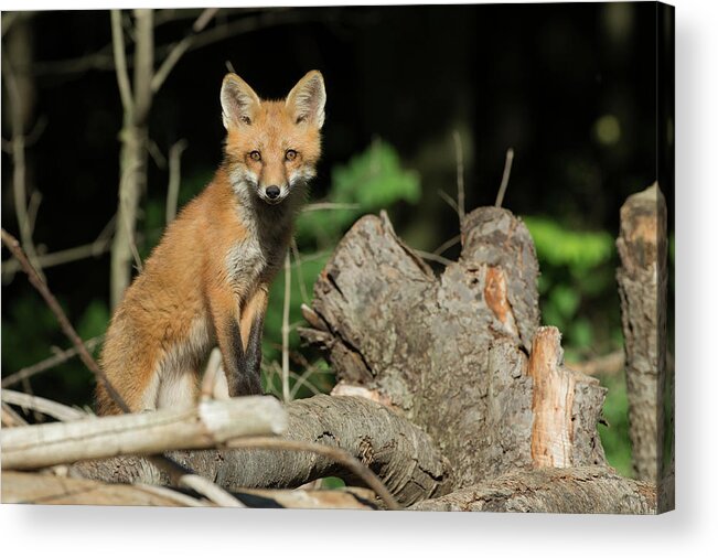 Fox Acrylic Print featuring the photograph Curious Fox by Everet Regal
