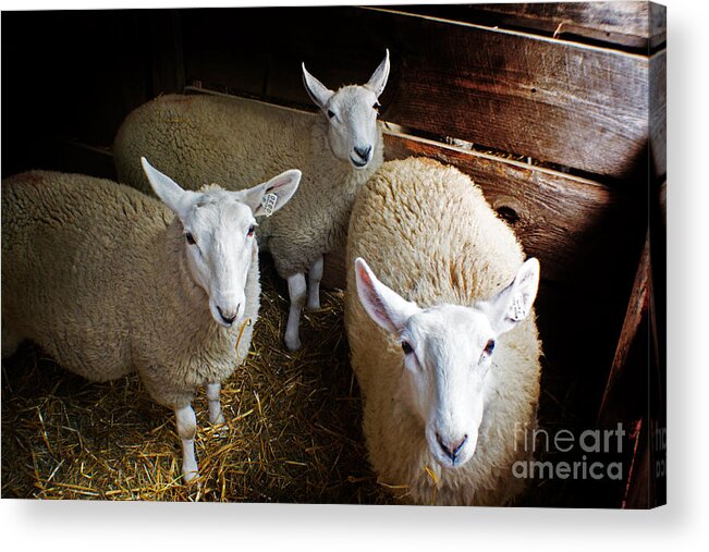 Sheep Acrylic Print featuring the photograph Curious Sheep by Kevin Fortier