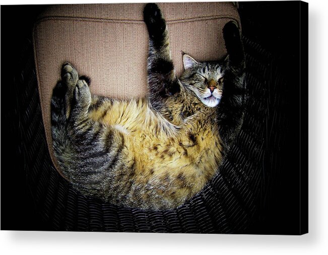Cat Acrylic Print featuring the photograph Curled Up And Cozy by Trish Tritz