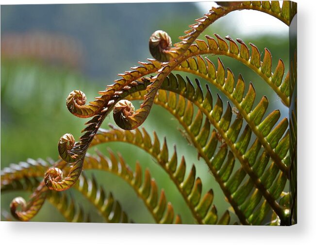Ferns Acrylic Print featuring the photograph Curlicues of the Hapuu by Heidi Fickinger