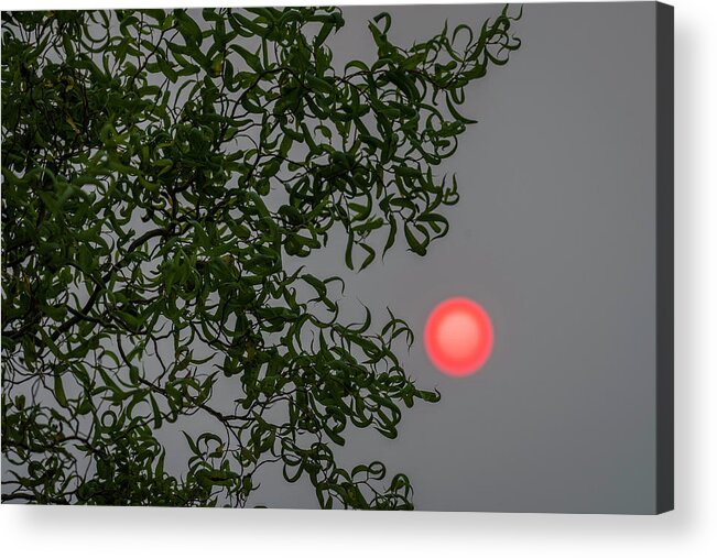 Astoria Acrylic Print featuring the photograph Curly Willow and Sun by Robert Potts
