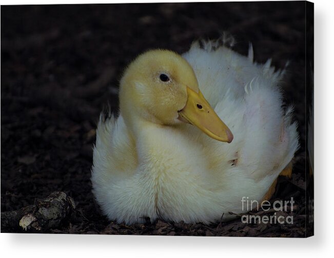 Bird Acrylic Print featuring the photograph Cutie by Donna Brown