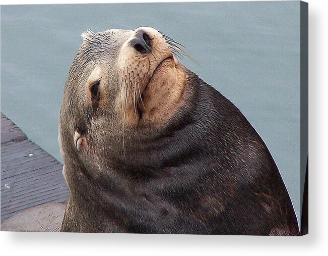 Seal Acrylic Print featuring the photograph Cutie Photograph by Kimberly Walker