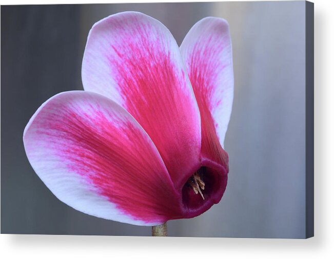 Cyclamen Acrylic Print featuring the photograph Cyclamen Portrait. by Terence Davis