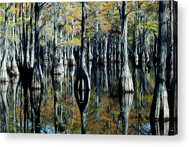 Tree Acrylic Print featuring the photograph Cypress Reflections by David Weeks