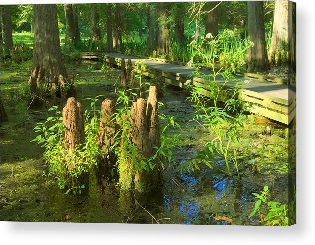 Tree Acrylic Print featuring the photograph Cypress Swamp 2 by Amanda Jones