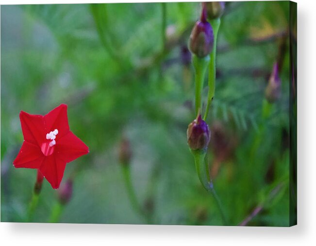 Photograph Acrylic Print featuring the photograph Cypress Vine Bloom and Seed Pods by M E