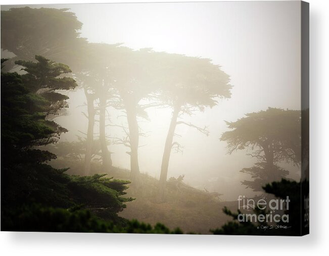 California Acrylic Print featuring the photograph Cyprus Tree Grove in Fog by Craig J Satterlee