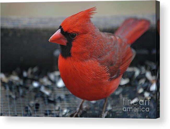 Nature Acrylic Print featuring the photograph Daddy Cardinal by Skip Willits
