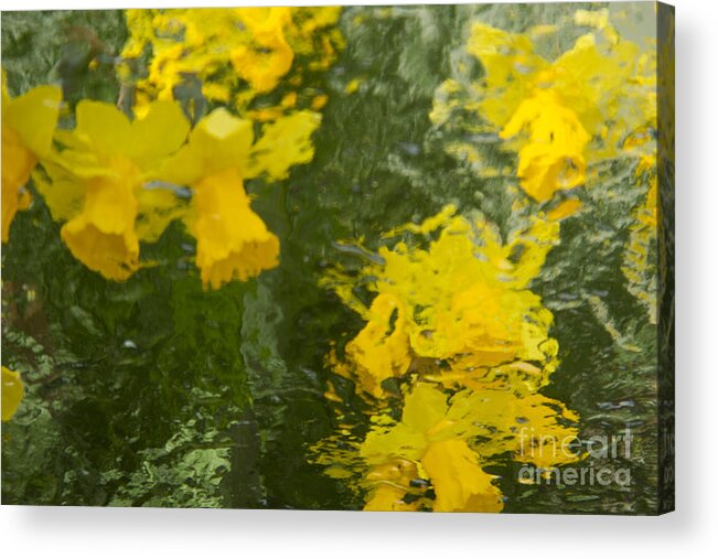 Daffodil Acrylic Print featuring the photograph Daffodil Impressions by Jeanette French