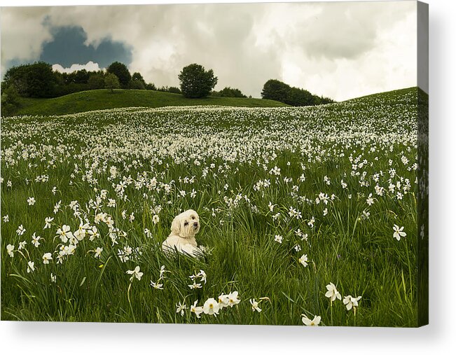 Narcisi Acrylic Print featuring the photograph Daffodils White Blossoming With Little White Lilly 6 by Enrico Pelos