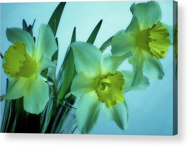Daffodils Acrylic Print featuring the photograph Daffodils2 by Loni Collins