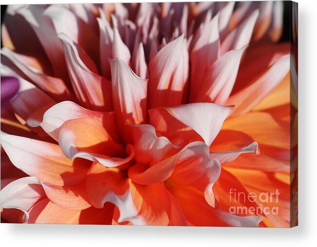 Nature Acrylic Print featuring the photograph Dahlia 60 by Rudi Prott
