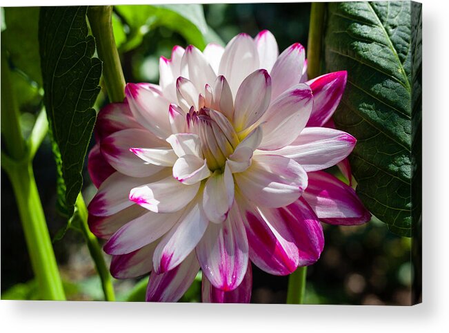 Bellingham Acrylic Print featuring the photograph Dahlia Delighted by Judy Wright Lott