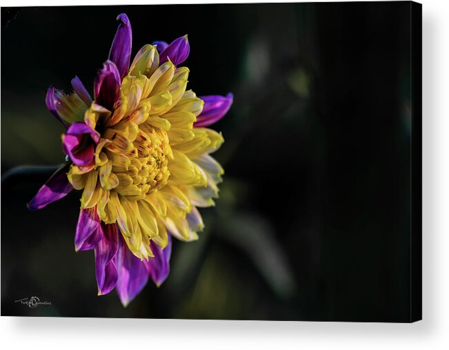 Dahlia Boogie Woogie Acrylic Print featuring the photograph Dahlia named Boogie Woogie by Torbjorn Swenelius