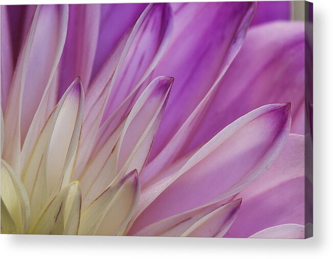 Dahlia Acrylic Print featuring the photograph Dahlia Petals by Morgan Wright