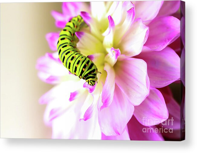 Dahlia Acrylic Print featuring the photograph Dahlia with Caterpillar by Amanda Mohler
