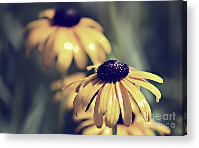 Daisy Acrylic Print featuring the photograph Daisies Wild Flowers by Sherry Hallemeier