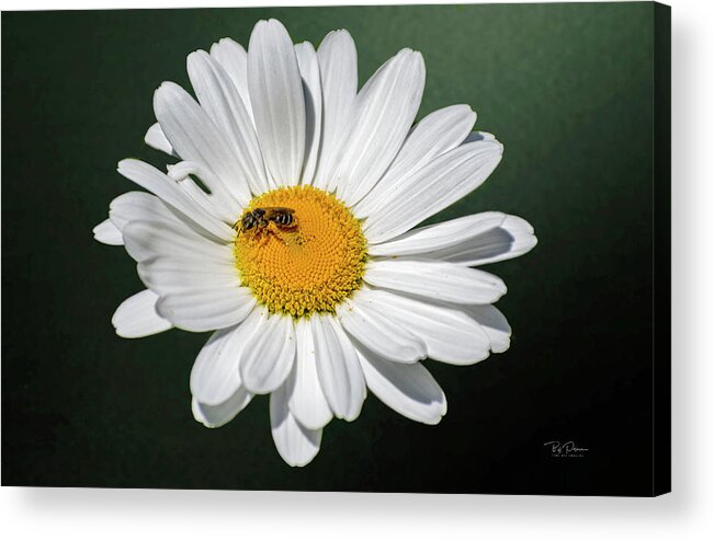 Bee Acrylic Print featuring the photograph Daisy Bee by Bill Posner