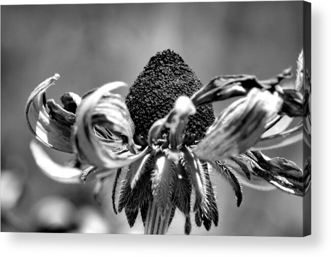 Daisy Curl Acrylic Print featuring the photograph Daisy Curl by Maria Urso