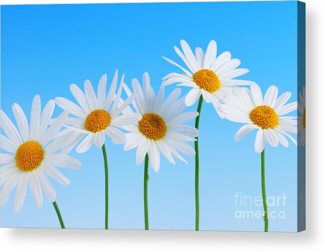 Daisy Acrylic Print featuring the photograph Daisy flowers on blue by Elena Elisseeva
