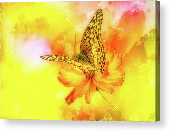 Flower Acrylic Print featuring the photograph Daisy for a Butterfly by Ches Black