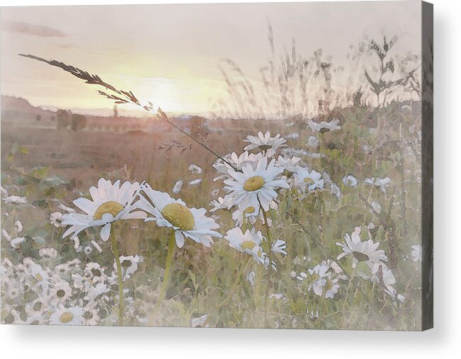 Daisies With The Setting Sun Acrylic Print featuring the digital art Daisy Sunset by Catherine Avilez