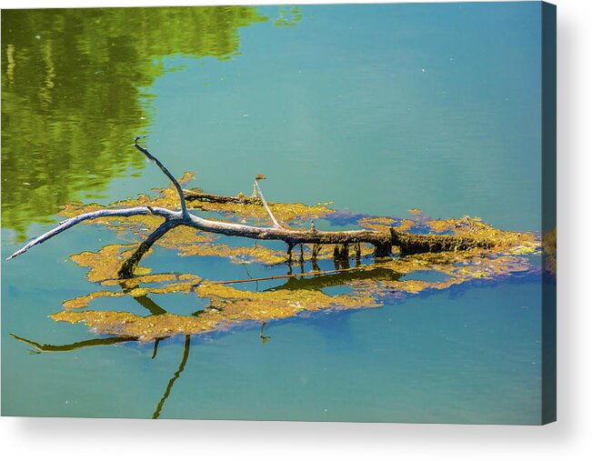 Barr Lake Acrylic Print featuring the photograph Damselfly on a Branch On A Lake by Tom Potter