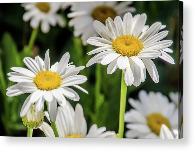 Daisy Acrylic Print featuring the photograph Dancing Daisies by Synda Whipple