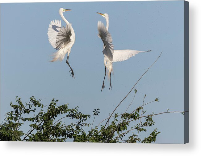 Great Egrets Acrylic Print featuring the photograph Dancing Egrets 2017-1 by Thomas Young