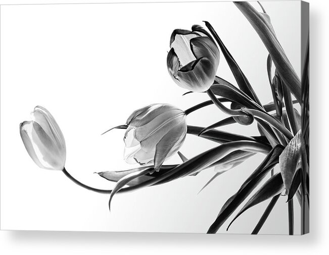 Tulips Acrylic Print featuring the photograph Dancing Nymphs by Maggie Terlecki