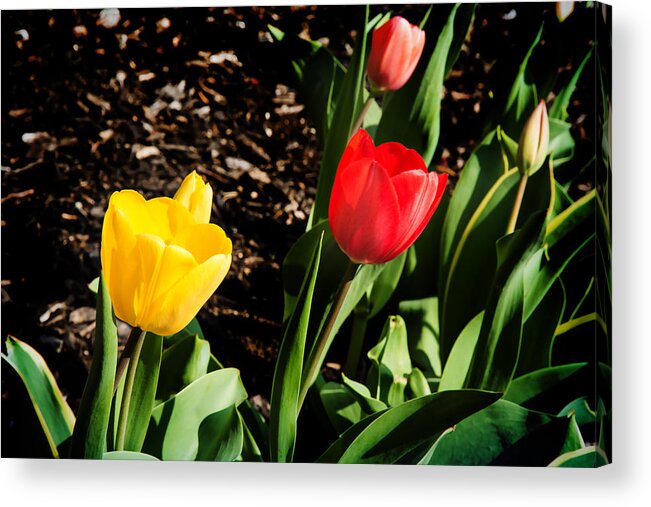 Tulip Acrylic Print featuring the photograph Dancing tulips by Milena Ilieva