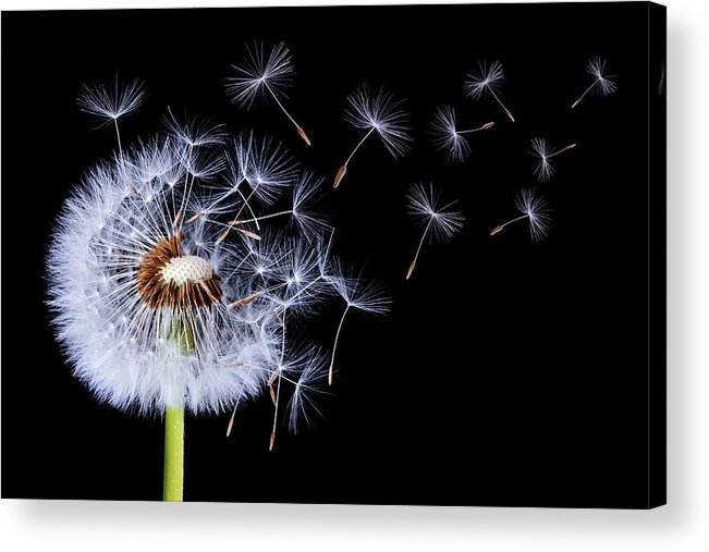 Abstract Acrylic Print featuring the photograph Dandelion blowing on black background by Bess Hamiti