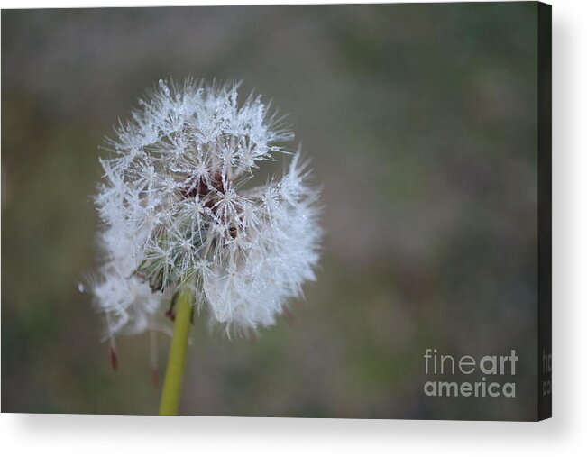 Dandelion Frost Acrylic Print featuring the photograph Dandelion Frost by Maria Urso