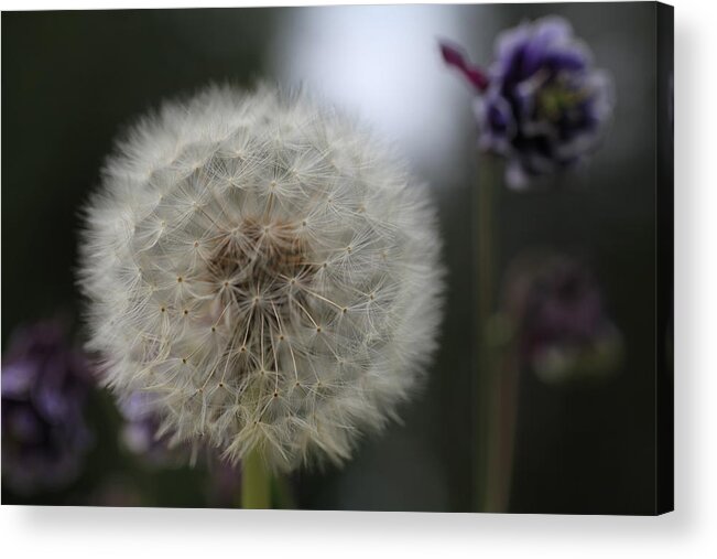 Dandelion Acrylic Print featuring the photograph Dandelion Glow by Tammy Pool