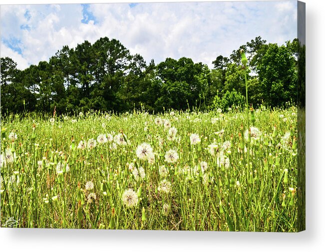 Nature Acrylic Print featuring the photograph Dandelions 2 by Bradley Dever