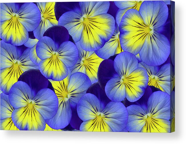  Isolated Acrylic Print featuring the photograph Dandy Pansies by Ann Bridges